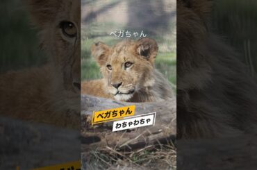 紅一点のベガちゃん【わちゃわちゃ】 #のんほいパーク #三つ子 #ライオン #アース #旭山動物園 #桐生が岡動物園 #安佐動物園 #lion  #家族  #遊びまくり #チビーズ