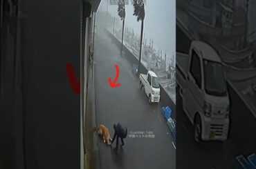 【衝撃映像】津波到達の10秒前！猛烈な台風の港で愛犬を救い出した飼い主の決死の行動 🐕🌊🚨