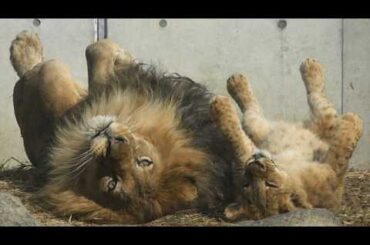 “へそ天” ﻿を子どもに教えるアース🐾 仔ライオン3兄妹デン・アル・ベガ Part⑭【のんほいパーク】