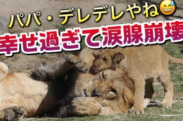 アースパパ幸せ過ぎて涙腺崩壊【パパデレデレやね😅】 #のんほいパーク #三つ子 #ライオン #アース #旭山動物園 #桐生が岡動物園 #安佐動物園 #lion  #シルク  #屠体給餌