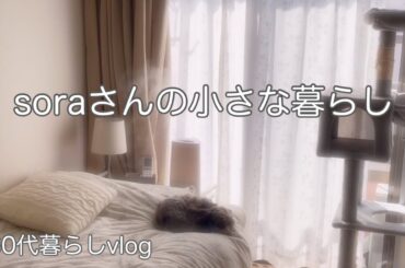 《ひとりと３匹の気ままな暮らし》姫とワンコの1週間/作り置き/新しい家族の紹介 #ひとり暮らし  #暮らしvlog