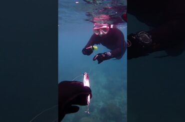 釣糸ぐるぐる海中ゴミひろい【なぎさひろい】名古屋から近いダイビングショップ（清須・西尾）シュノーケリングとスキンダイビング！愛知県から送迎付き日帰りツアー：赤鯱/ビーチ(和歌山県串本町)251102