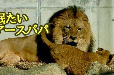 眠たいアースパパの周りを駆け回るこどもたち【のんほいパーク】Lion family Toyohashi Zoo