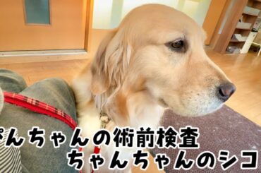 ぴんちゃんの術前検査とちゃんちゃんのシコリ