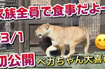 家族全員でお食事だよ〜😋（初公開）【ベガちゃん特大肉ゲット🍖】 #のんほいパーク #三つ子 #ライオン #アース #旭山動物園 #桐生が岡動物園 #安佐動物園 #lion  #シルク  #屠体給餌