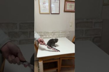 アメリカンショートヘア（2025年12月3日生まれ）3【撮影日：2026.1.24】