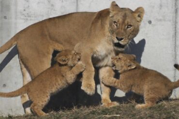 シルクママは獲物役⁉️次々に飛びかかる子どもたち💨 仔ライオン3兄妹デン・アル・ベガ Part⑮【のんほいパーク】