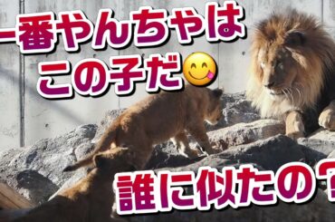 一番やんちゃはこの子だ‼️誰に似たの？【どう思う？】 #のんほいパーク #三つ子 #ライオン #アース #旭山動物園 #桐生が岡動物園 #安佐動物園 #lion  #シルク  #やんちゃ