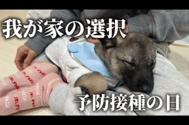【️保護犬】予防接種に行ってきました/我が家の選択と理由