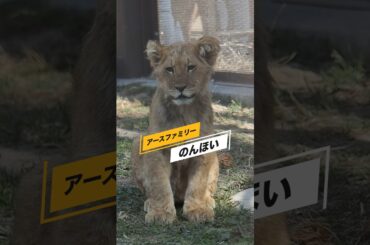 デンくん【毛玉を吐き出すアースパパ】 #のんほいパーク #三つ子 #ライオン #アース #旭山動物園 #桐生が岡動物園 #安佐動物園 #lion  #デン  #毛玉 #茶臼山動物園
