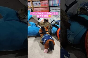 のあちゃん探し😺＃猫＃cat＃ミヌエット＃短足ねこ＃意外＃まさか＃可愛い＃cute＃癒し＃healing＃猫のいる暮らし＃猫のいる生活＃猫好きさんと繋がりたい＃にゃんチューバー