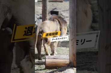 アースファミリー【帰宅間際】 #のんほいパーク #三つ子 #ライオン #アース #旭山動物園 #桐生が岡動物園 #安佐動物園 #lion  #帰宅  #茶臼山動物園