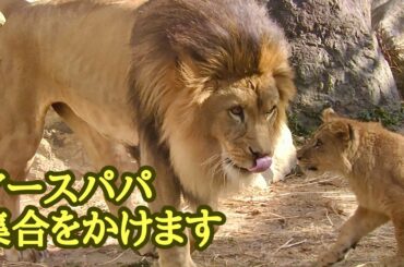 アースパパの鳴き声でみんな集合です【のんほいパーク】Lion Earth Silk Den Al Vega Toyohashi Zoo