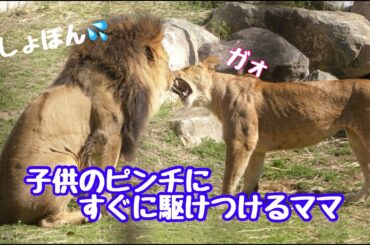 【のんほいパークライオン】ピンチの時にすぐに駆けつけるシルクママ