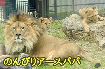 ライオン　アースパパはのんびりしたい【のんほいパーク】Lion Earth-kun Toyohashi Zoo
