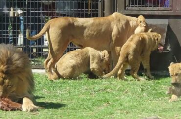 2026.3.8(日)　ライオンエサやり　のんほいパーク
