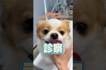 狂犬病ワクチンとフィラリア検査をしに3歳のmix犬が動物病院にやってきた！