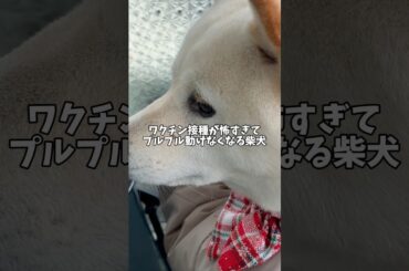 ワクチン接種がの怖すぎて飼い主の上から降りれなくなっちゃった柴犬🐻‍❄️ #shorts #柴犬 #犬 #dog