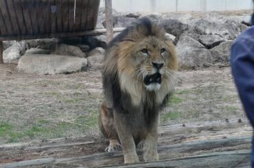 のんほいパークライオン父アースと飼育員さん2026年2月5日撮影