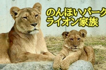 ライオンファミリー　みんな楽しそうですね【のんほいパーク】Lion family Toyohashi Zoo
