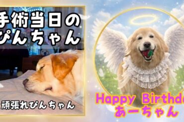 あーちゃんのお誕生日とぴんちゃんの避妊手術の経過