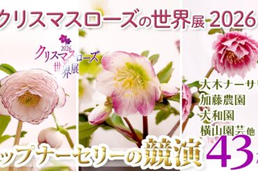 【クリスマスローズファン必見！】大和園、加藤農園、横山園芸、大木ナーサリー他…最新花・銘花・原種が大集合！＠ クリスマスローズの世界展2026前編【CC字幕付/ナーセリー紹介付】