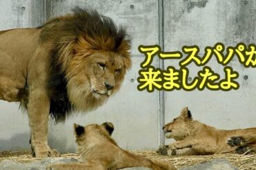 アースパパから子供に近づいていきました【のんほいパーク】Lion Earth Silk Den Al Vega Toyohashi Zoo
