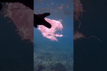 漂流物は「ウミウシ専用の大型客船」！？のんびり過ごす海の旅♪【なぎさひろい】シュノーケリングとスキンツアー！赤鯱ビーチ(和歌山県串本町)25.11.8