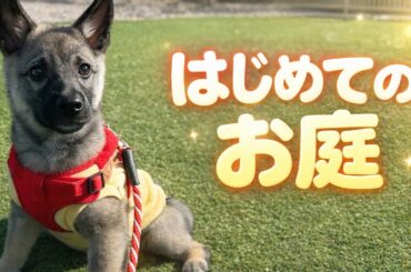 保護犬いと君、勇気を出してお庭デビュー