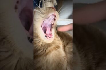 #松田聖子 #ねこ #ねこ動画 #ねこのいる暮らし #ねこすき #ねこのきもち