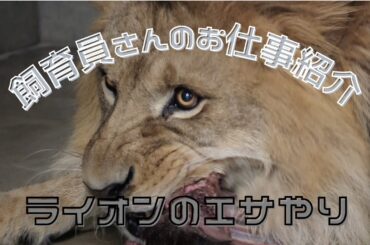 【飼育員さんのお仕事紹介】ライオンエサやり
