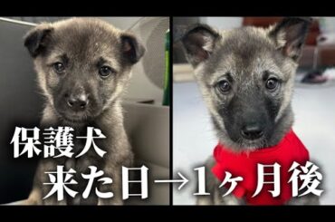 「保護犬を迎えて1ヶ月…来た日と今」