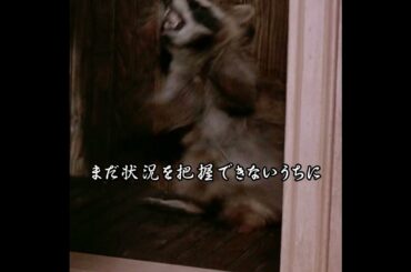 #映画紹介 #奇妙な事件 #movie  #fyp