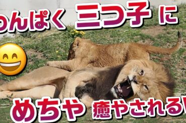 わんぱく三つ子にめちゃ癒されるＷ【お転婆ベガちゃん】 #のんほいパーク #三つ子 #ライオン #アース #旭山動物園 #桐生が岡動物園 #安佐動物園 #lion #動物 #動物園