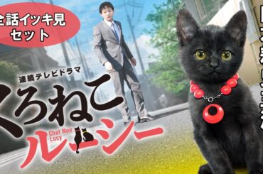 【📺イッキ見 無料配信中】『くろねこルーシー』全話セット！山本耕史主演、黒猫をメインキャストにした日本初の実写連続ドラマ！！