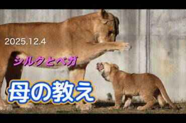 【のんほいパークライオン】母シルクの教え🪄遊びを通して娘ベガに伝えたいこと🦁Mother and daughter