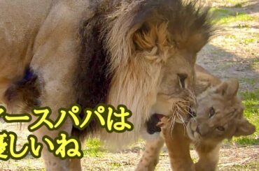 ライオン　アースパパは優しいね【のんほいパーク】Lion Earth Silk Den Al Vega Toyohashi Zoo
