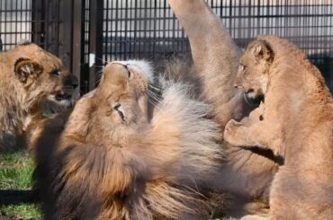 のんほいパークライオン父アースと子供達2026年3月12日撮影