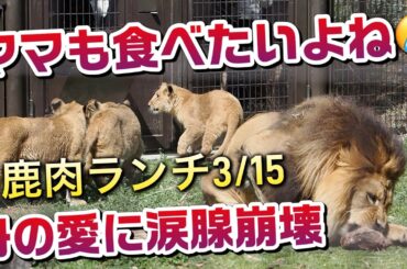 ママも食べたいよね🥲【母の愛に涙腺崩壊（3/15鹿肉）】 #のんほいパーク #シルク  #ライオン #アース #旭山動物園 #桐生が岡動物園 #安佐動物園 #lion  #茶臼山動物園 #動物園