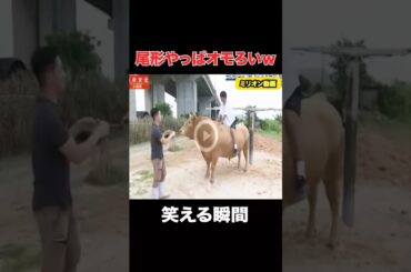 パンサーの尾形が天才だと分かる瞬間#おもしろ #相席食堂 #shorts