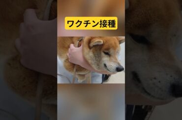ワクチン接種#柴犬 #武蔵 #shibainu