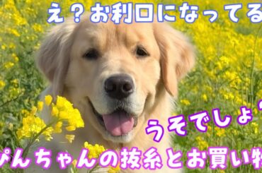 【ぴんこ】抜糸帰りにお買い物したらまさかのお利口さん