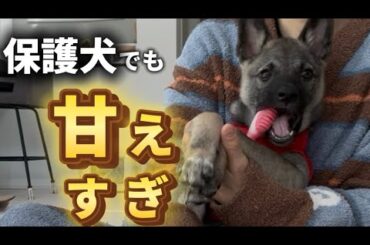 保護犬いと君、話すボタン練習中なのに甘えすぎ！
