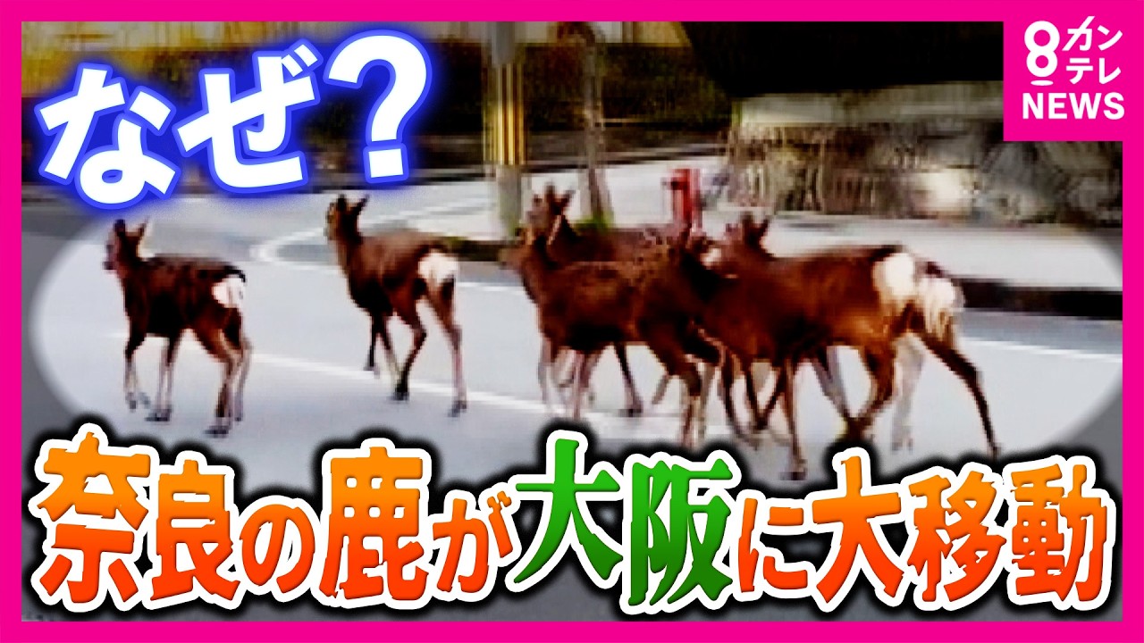 【衝撃映像】奈良公園の鹿が大阪に出現!「6頭の団体を見たのは生まれて初めて」生駒山を越えた”神の使い”の大移動 行方を徹底追跡|newsランナー〈カンテレNEWS〉 【衝撃映像】奈良公園の鹿が大阪に出現!「6頭の団体を見たのは生まれて初めて」生駒山を越えた"神の使い"の大移動 行方を徹底追跡|newsランナー〈カンテレNEWS〉