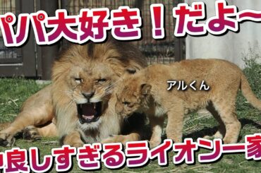 パパ🦁大好きだよ〜【仲良し過ぎるライオン一家】 #のんほいパーク #三つ子 #ライオン #しっぽ  #旭山動物園 #桐生が岡動物園 #安佐動物園 #lion #動物 #動物園 #猫