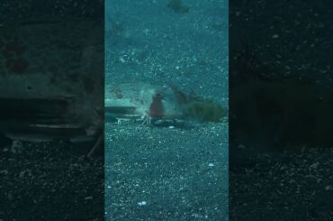 ホウボウのエサ探し♪【なぎさひろい】ファンダイビングツアー！大瀬崎ビーチ(静岡県西伊豆)26.2.28