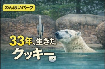 【のんほいパーク】ホッキョクグマのクッキー🐻‍❄️安らかに…みんなに愛された日々🕯️Rest in peace
