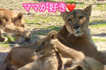 シルクママのそばで遊ぶこどもたち【のんほいパーク】Lion Silk Den Al Vega Toyohashi Zoo