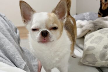 ご飯がもらえずブチ切れるチワワさん