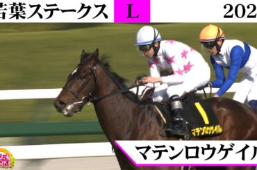 2026年 皐月賞トライアル 若葉ステークス（L） マテンロウゲイル 人気に応え皐月賞への挑戦権獲得！
